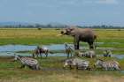 An African elephant-common zebras-and a wildebeest drinking at a waterhole Amboseli NP-Kenya Art Print